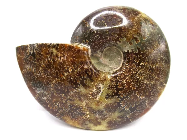 Genuine Cretaceous Age Cleoniceras Ammonite Fossils for Sale from Madagascar #22