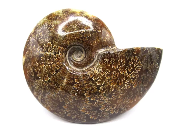 Genuine Cretaceous Age Cleoniceras Ammonite Fossils for Sale from Madagascar #24