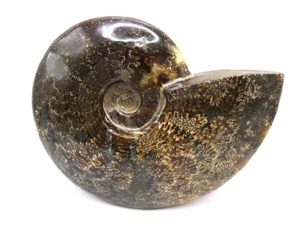 Genuine Cretaceous Age Cleoniceras Ammonite Fossils for Sale from Madagascar #25a