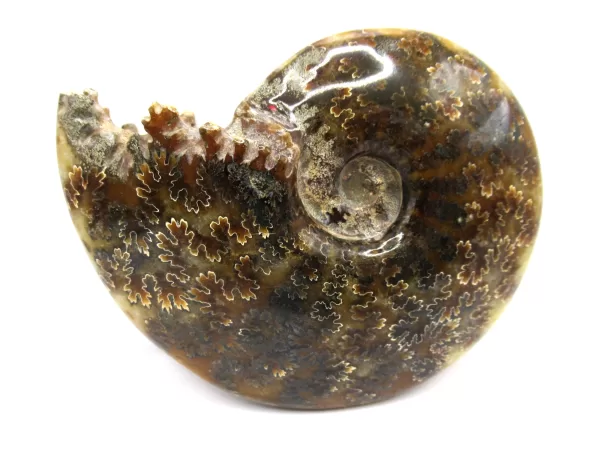 Genuine Cretaceous Age Cleoniceras Ammonite Fossils for Sale from Madagascar #3