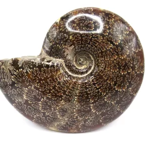 Genuine Cretaceous Age Cleoniceras Ammonite Fossils for Sale from Madagascar #8