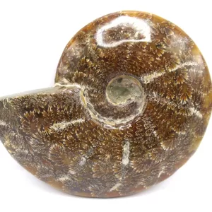 Genuine Cretaceous Age Cleoniceras Ammonite Fossils for Sale from Madagascar #9