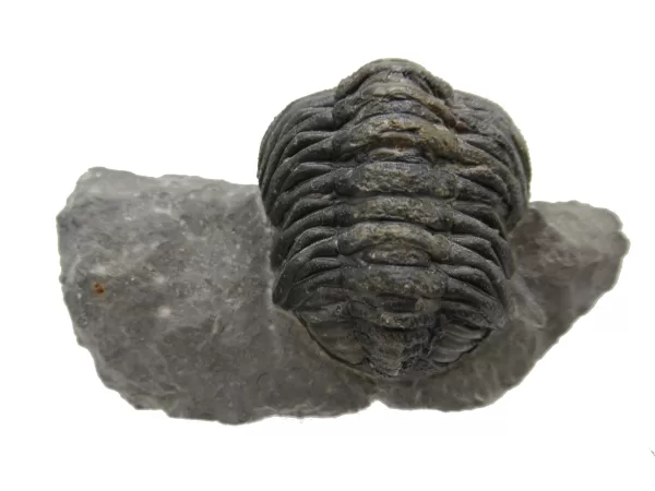 Genuine Fossil Devoniana Age Phacops Trilobite Fossils for Sale from Morocco #3b