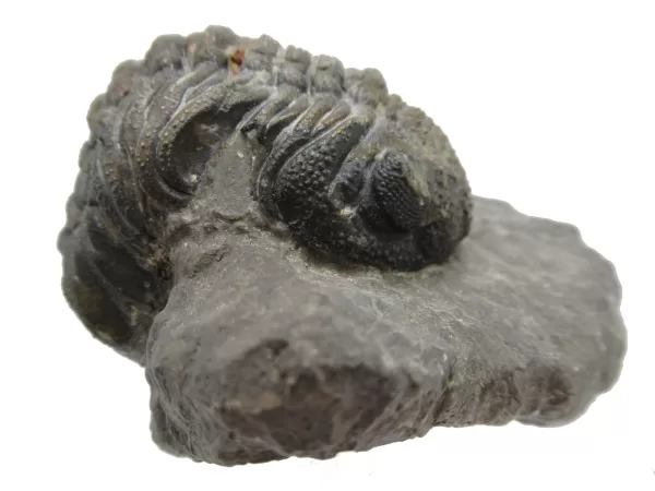 Genuine Fossil Devoniana Age Phacops Trilobite Fossils for Sale from Morocco #3c