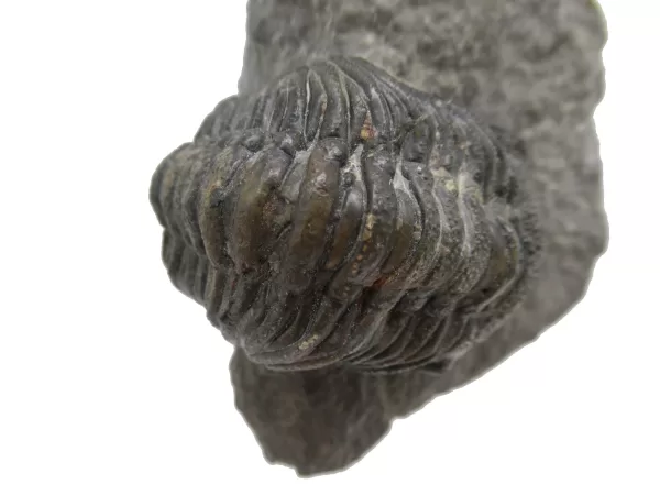 Genuine Fossil Devoniana Age Phacops Trilobite Fossils for Sale from Morocco #3d