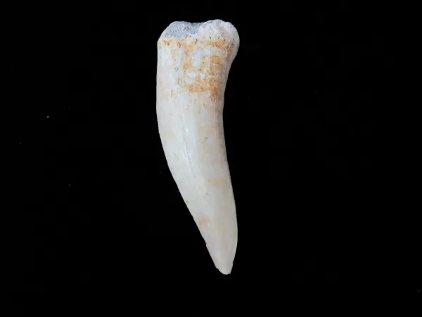 Genuine Cretaceous Age Enchodus Fossil Fish Tooth for Sale from Morocco #2a