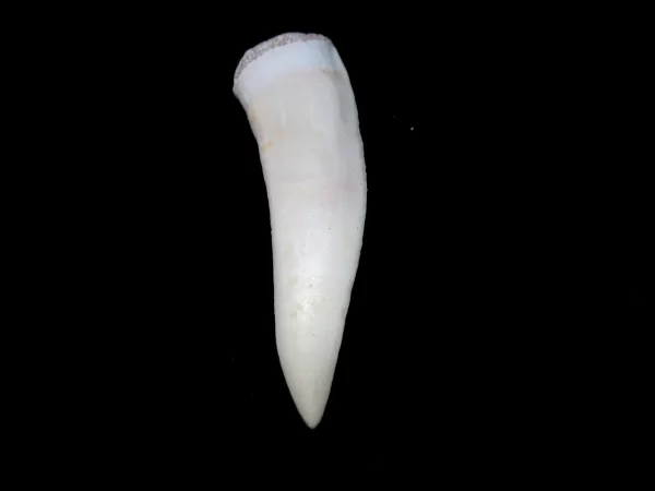 Genuine Cretaceous Age Enchodus Fossil Fish Tooth for Sale from Morocco #8a