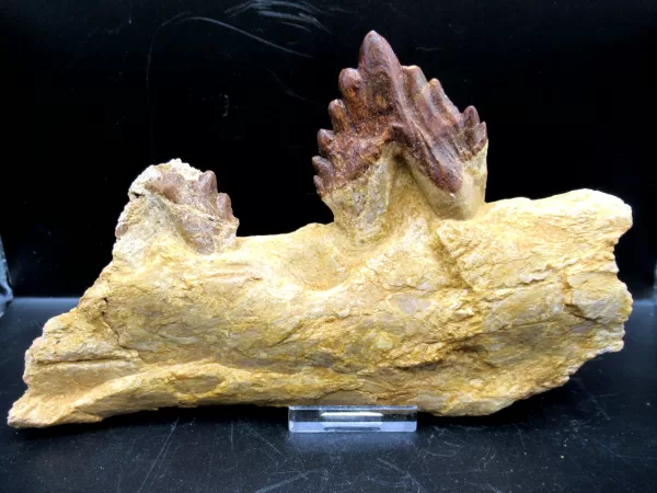 Genuine Basilosaurus Whale Jaw Section Fossils for Sale from Morocco #2