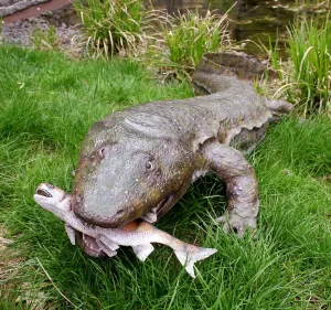 Picture of Sclerocephalus eating a Paramblypterus