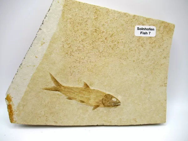 Genuine Jurassic Age Solnhofen Fish for Sale from Germany #7