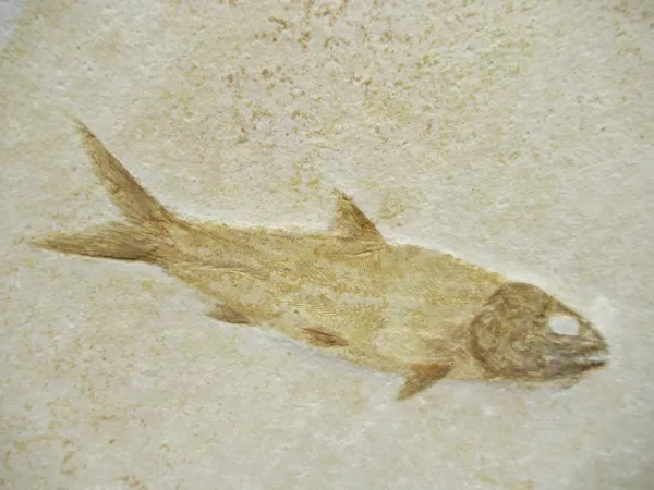 Genuine Jurassic Age Solnhofen Fish for Sale from Germany #7a