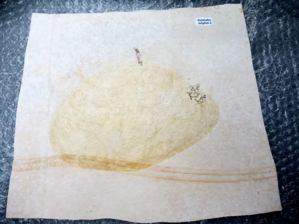 Genuine Jurassic Age Solnhofen Jellyfish for Sale from Germany #5