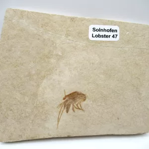 Genuine Jurassic Age Solnhofen Lobster for Sale from Germany #47