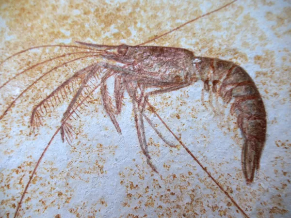 Genuine Jurassic Age Solnhofen Shrimp for Sale from Germany #65b