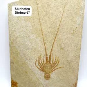 Genuine Jurassic Age Solnhofen Shrimp for Sale from Germany #67