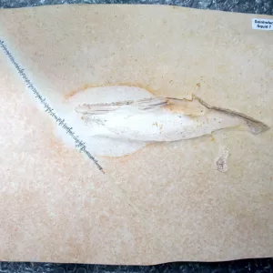 Genuine Jurassic Age Solnhofen Squid for Sale from Germany #7