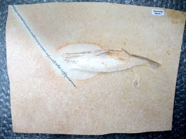 Genuine Jurassic Age Solnhofen Squid for Sale from Germany #7