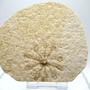 Genuine Solnhofen Saccocoma Floating Crinoid for Sale from Germany #3