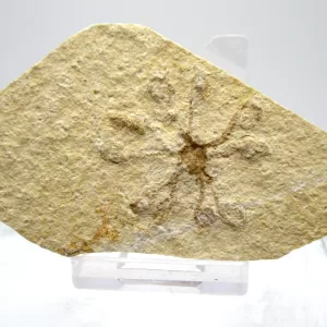 Genuine Solnhofen Saccocoma Floating Crinoid for Sale from Germany #4