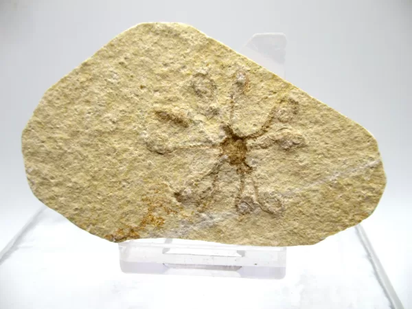 Genuine Solnhofen Saccocoma Floating Crinoid for Sale from Germany #4