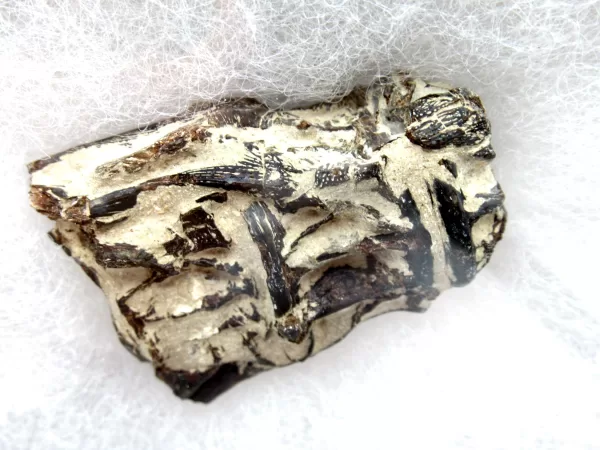 Genuine Kansas Xiphactinus Fish Vertebrae for Sale #10a