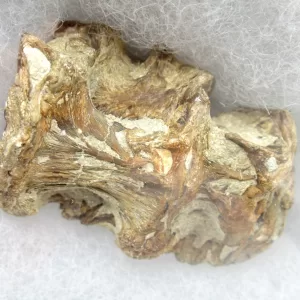 Genuine Kansas Xiphactinus Fish Vertebrae for Sale #6a