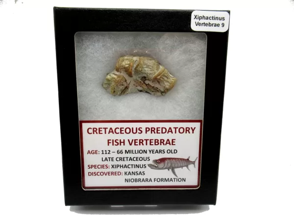 Genuine Kansas Xiphactinus Fish Vertebrae for Sale #9