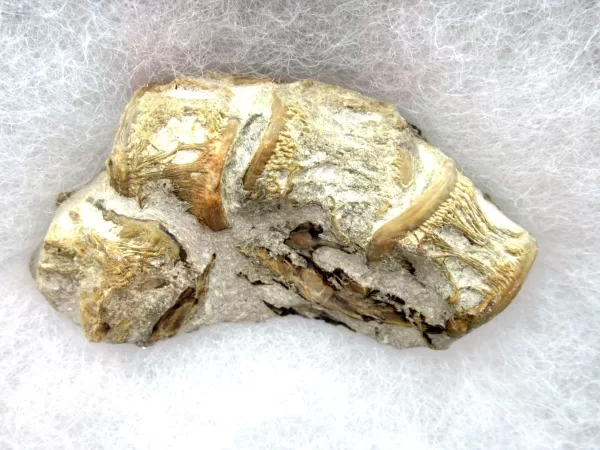 Genuine Kansas Xiphactinus Fish Vertebrae for Sale #9a