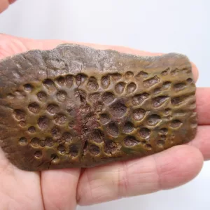 Morocco Cretaceous Crocodile Scute Fossil for Sale #37