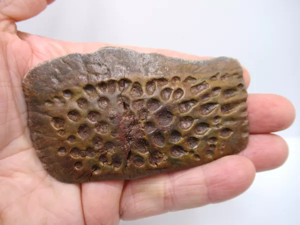 Morocco Cretaceous Crocodile Scute Fossil for Sale #37