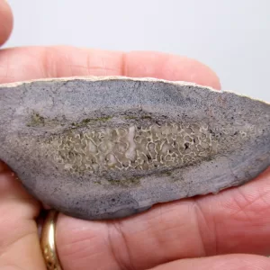 Morocco Polished Dinosaur Bone Slab Fossil for Sale #10