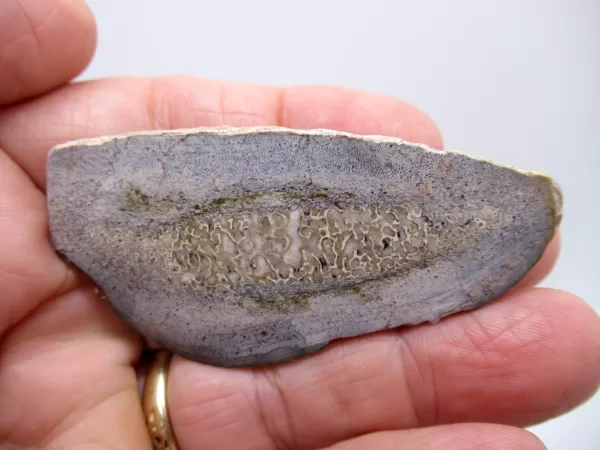 Morocco Polished Dinosaur Bone Slab Fossil for Sale #10