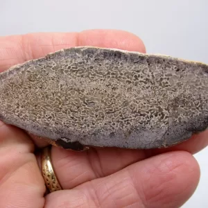 Morocco Polished Dinosaur Bone Slab Fossil for Sale #11