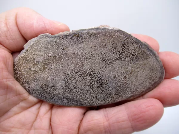 Morocco Polished Dinosaur Bone Slab Fossil for Sale #12