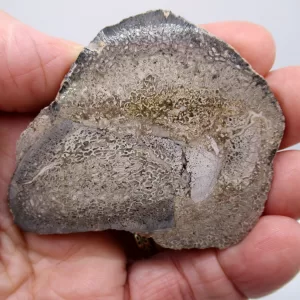 Morocco Polished Dinosaur Bone Slab Fossil for Sale #13