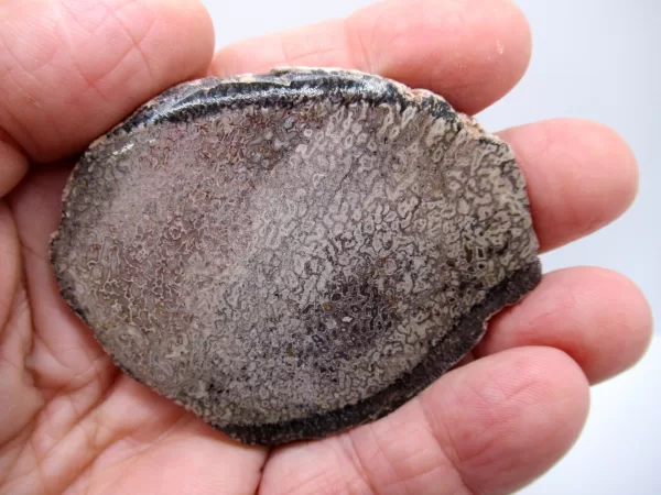 Morocco Polished Dinosaur Bone Slab Fossil for Sale #14a