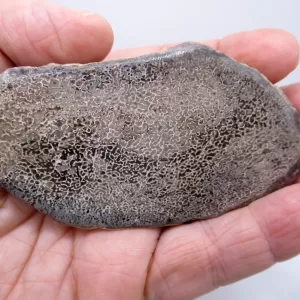 Morocco Polished Dinosaur Bone Slab Fossil for Sale #15