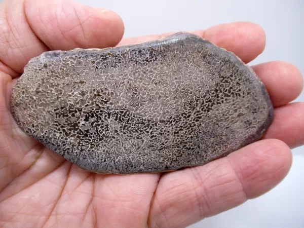 Morocco Polished Dinosaur Bone Slab Fossil for Sale #15