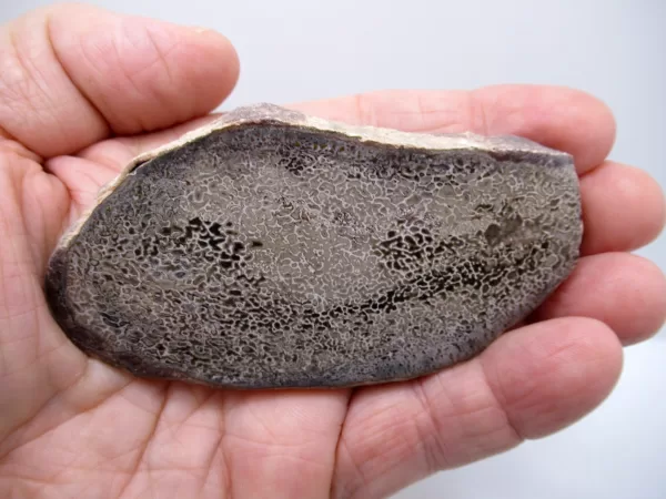 Morocco Polished Dinosaur Bone Slab Fossil for Sale #15a