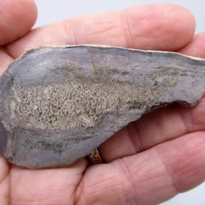 Morocco Polished Dinosaur Bone Slab Fossil for Sale #16