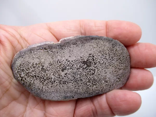 Morocco Polished Dinosaur Bone Slab Fossil for Sale #27a