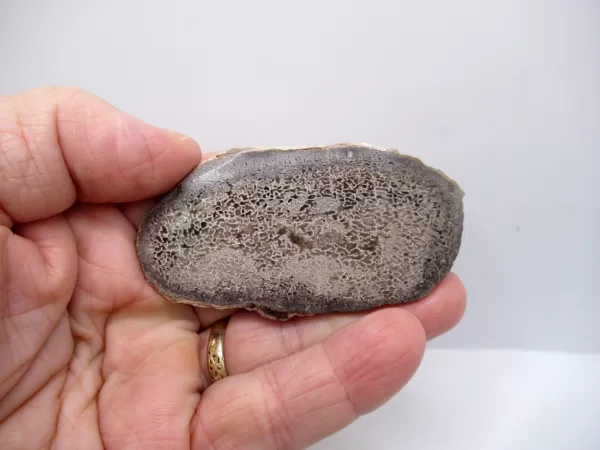 Morocco Polished Dinosaur Bone Slab Fossil for Sale #8