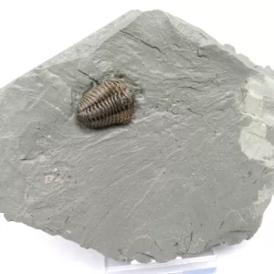 Genuine Ordovician Age Flexicalymene Trilobite Fossils for Sale from Ohio #21