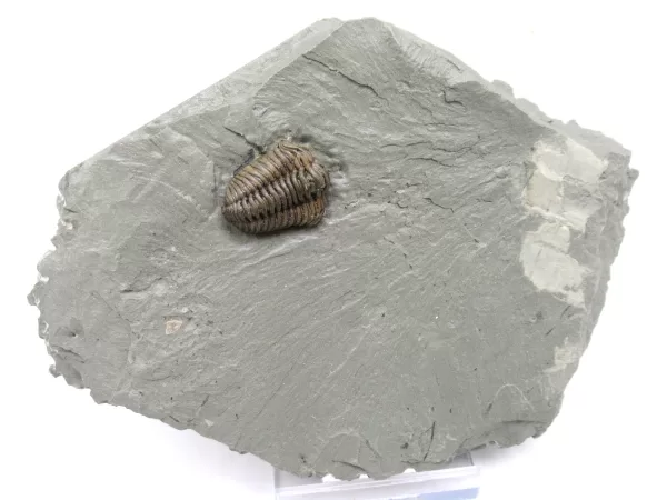 Genuine Ordovician Age Flexicalymene Trilobite Fossils for Sale from Ohio #21