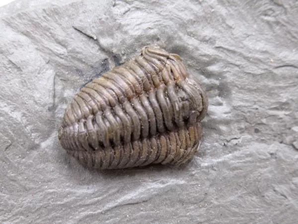 Genuine Ordovician Age Flexicalymene Trilobite Fossils for Sale from Ohio #21a