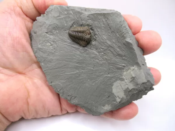 Genuine Ordovician Age Flexicalymene Trilobite Fossils for Sale from Ohio #21d