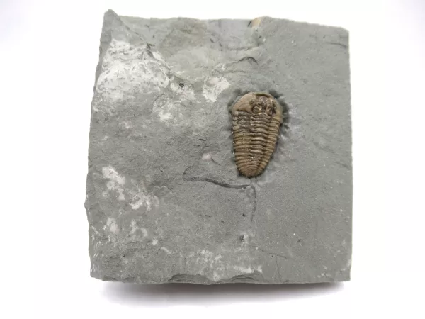 Genuine Ordovician Age Flexicalymene Trilobite Fossils for Sale from Ohio #22