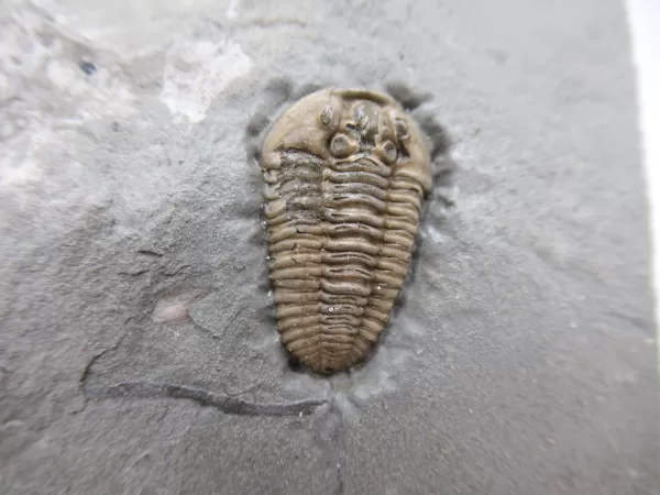 Genuine Ordovician Age Flexicalymene Trilobite Fossils for Sale from Ohio #22a