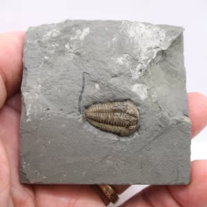 Genuine Ordovician Age Flexicalymene Trilobite Fossils for Sale from Ohio #22d