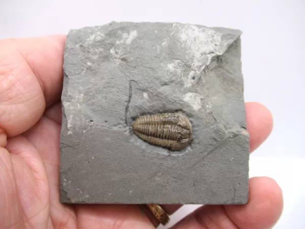 Genuine Ordovician Age Flexicalymene Trilobite Fossils for Sale from Ohio #22d